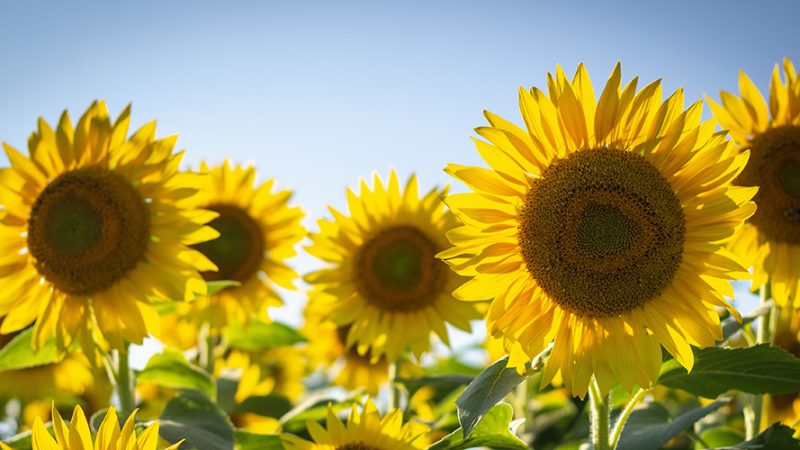 “Blooms of Gold: Exploring the Enchanting Yolo County Sunflower Fields”